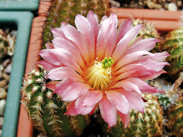 Detail růžově kvetoucího hybridu
