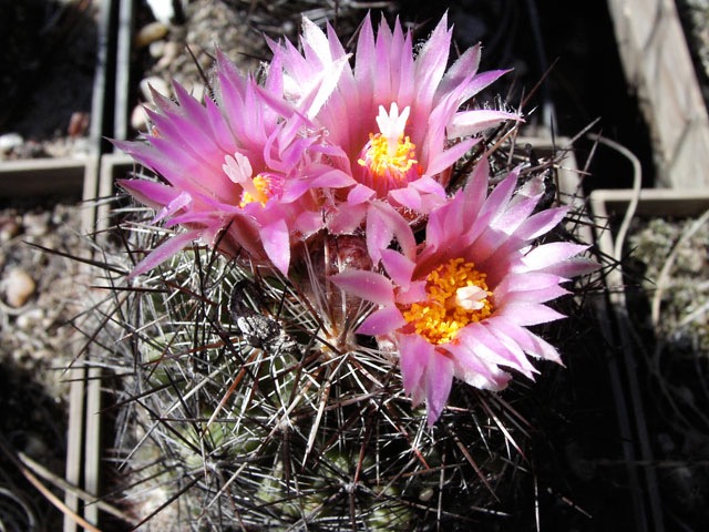 Escobaria sp. Florida Mts., AZ - detail květů, které jsou asi nemenší v rámci druhu