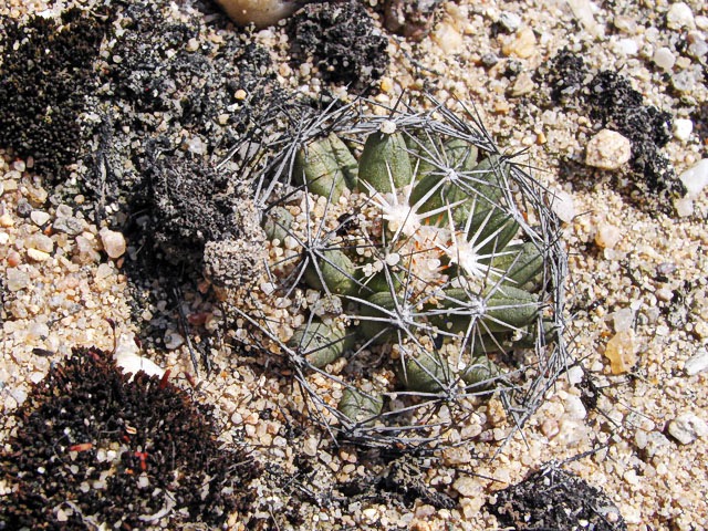 Escobaria missouriensis na skalce