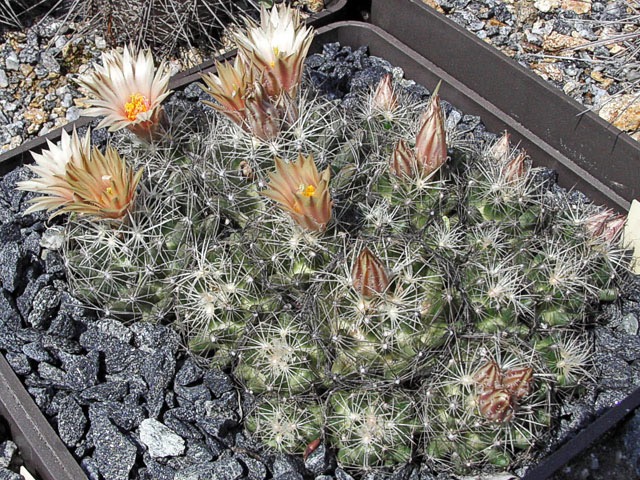 Escobaria missouriensis SB, Garfield Co., MT