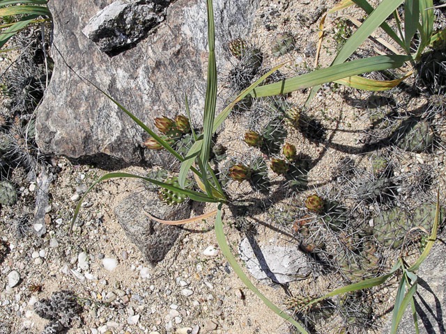 Opuntia fragilis var. parviconspicua