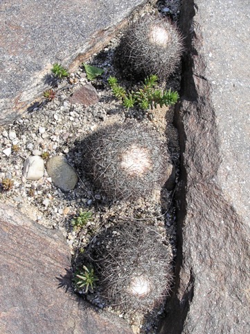 Pediocactus simpsonii