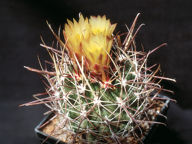 ￼ Sclerocactus whipplei, typ Holbrook, Navajo Co., Az