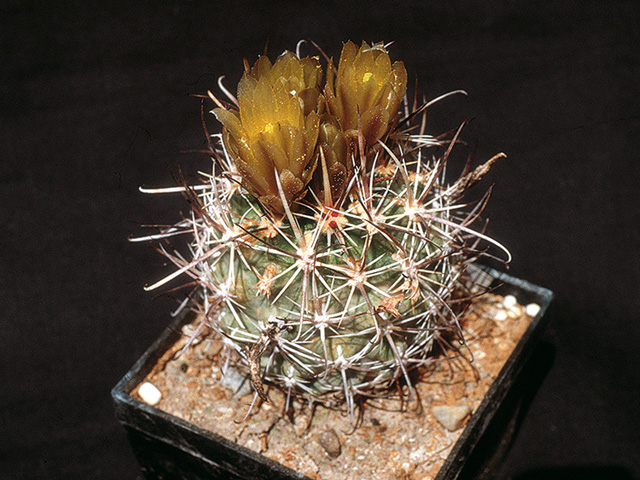 Sclerocactus whipplei, forma s väčším vzrastom, tmavším kvetom 