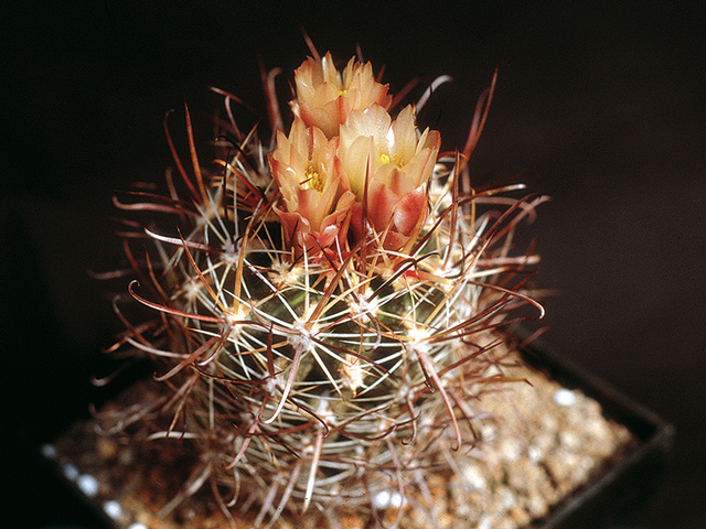 Sclerocactus whipplei, Tuba City, Coconino Co., Az 