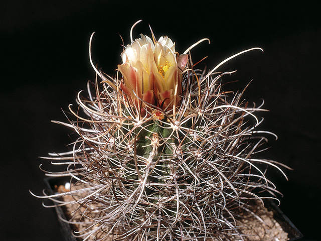 Sclerocactus whipplei, ssp. busekii, House rock Valley, Coconino Co., Az