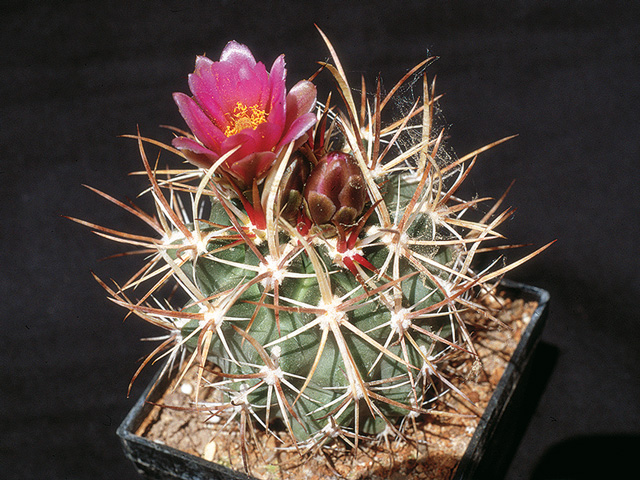 Sclerocactus cloveriae, bez stredového hákovitého tŕnu, La Plata Co., Colo