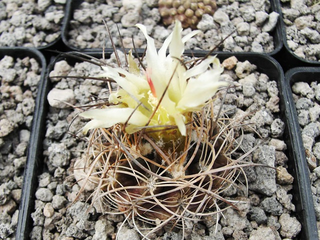 Pyrrhocactus hankeanus JO 750.01, Quebrada de San Ramon, 8 m, Chile, květ se jen obtížně prodírá trny v temeni...