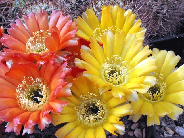 Lobivia heametentha var. rebutioides JO 354