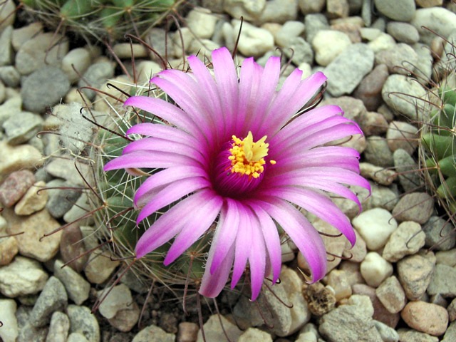 Mammillaria wrightii SB 86