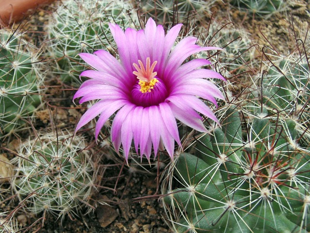 Mammillaria wrightii DJF 1615