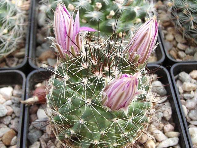 Mammillaria wrightii DJF 1615 s poupaty...