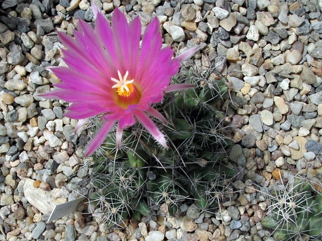 Lepidocoryphantha macromeris SB 841, Eddy CO., NM