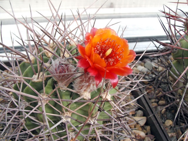 Denmoza rhodacantha, stonek bez trnů široký asi 100 mm, stáří více než 30 let...