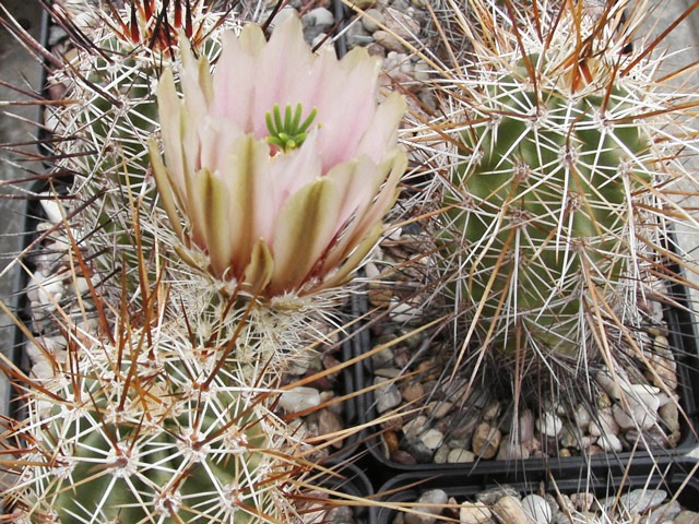 Echinocereus fendleri var. albiflorus. Alespoň tak byl označený sáček se semeny, ale je to už víc než 25 let...