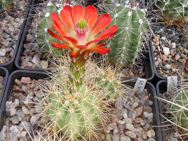 Echinocereus coccineus SB 747