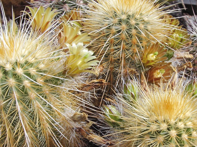 Echinocereus chloranthus var. russanthus ’weedinii’, Davis Mts., TX