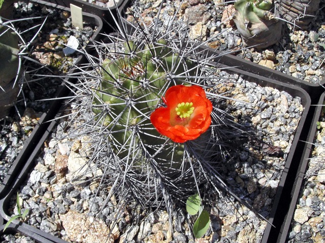 Echinocereus triglochidiatus var. mojavensis