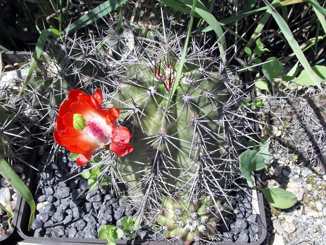 Echinocereus utahensis n. n. po návštěvě hlemýžďů...