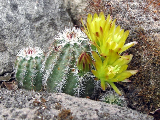 Echinocereus viridiflorus SB 931 na skalce