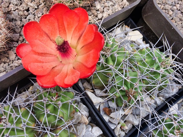 Poněkud záhadný (jménem) Echinocereus triglochidiatus var. auracanthus