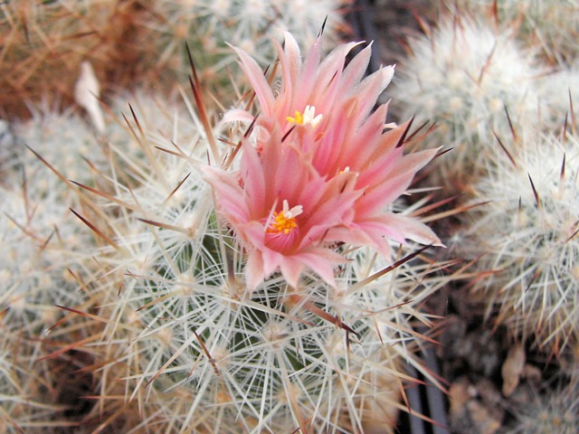 Escobaria sp., zakoupen&aacute; jako E. vivipara var. deserti, což určitě nen&iacute;