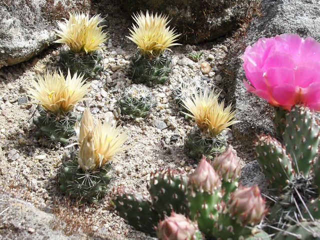 Druhá generace Escobaria missouriensis na skalce ve společnosti Opuntia fragilis