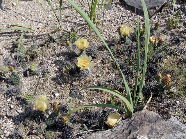 Opuntia fragilis var. parviconspicua