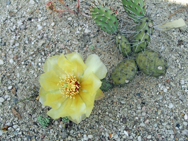 Opuntia pheacantha var. minor