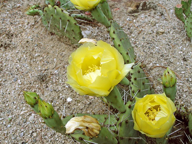 Opuntia polyacantha