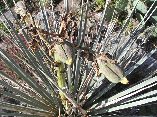 Tat&aacute;ž rostlina po několika letech - semena v plodech bohužel nedozr&aacute;la